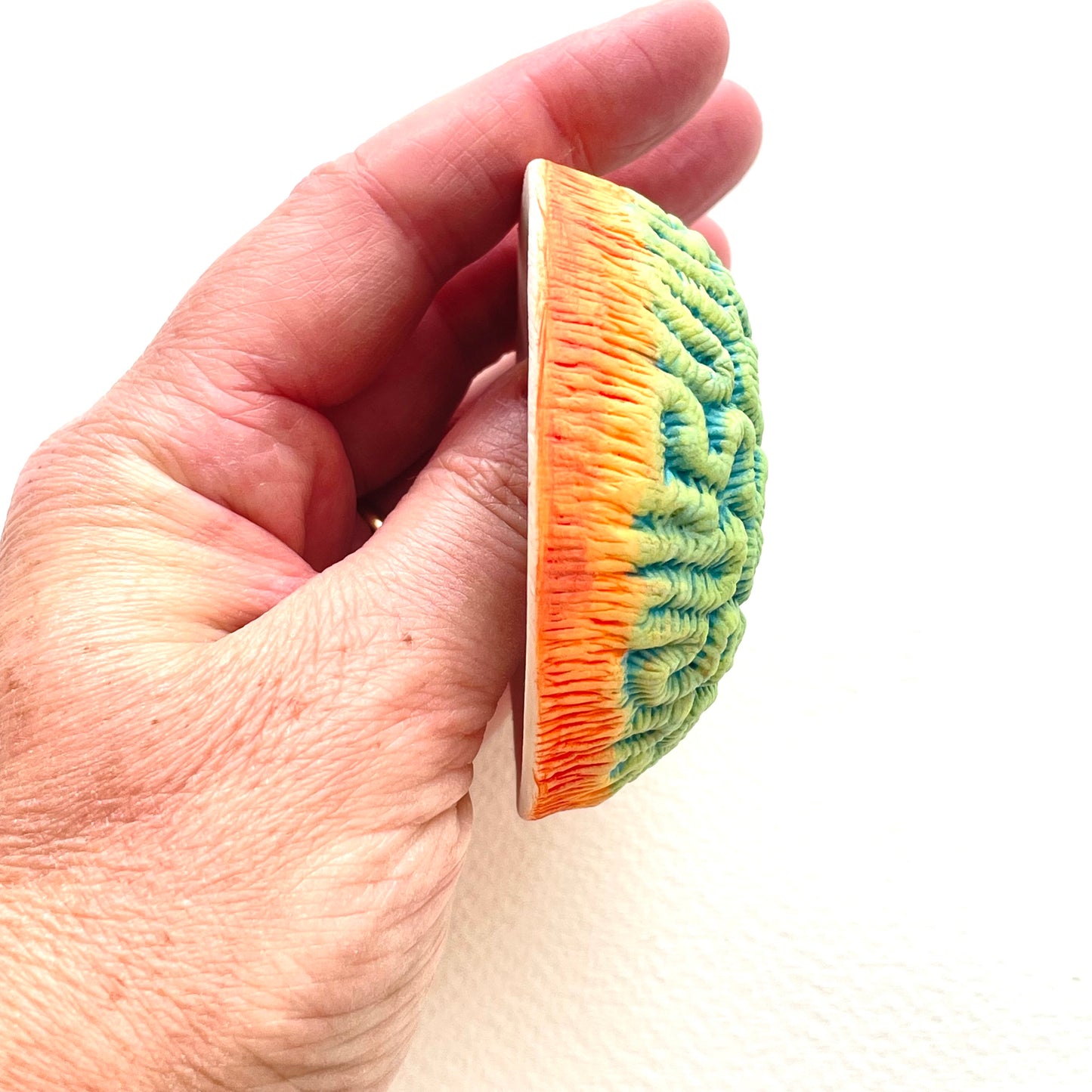 Porcelain Brain Coral